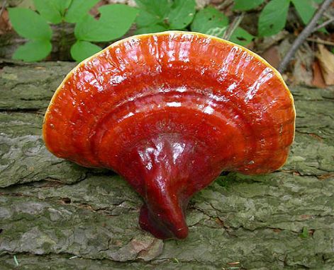 ganoderma.jpg